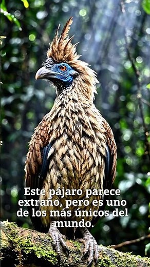 This bird smells bad… but it's stranger than you think.