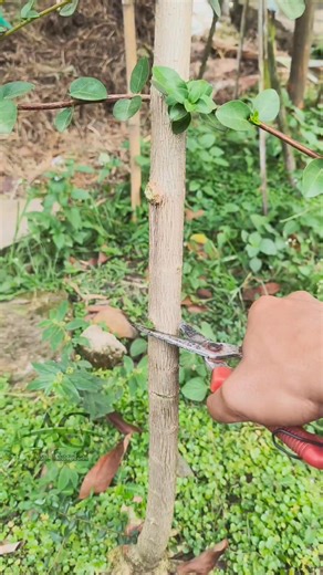 Abi Garden | Air layering using thinwall as a container #fblifestyle #airlayering #grafting #plantpropagations #gardeningtips | Instagram