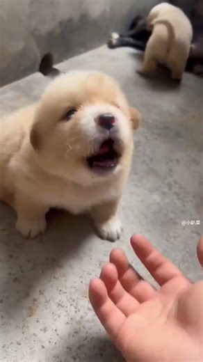 cute dog viral video 😍😍