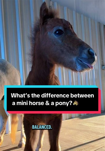 Mini Horse vs. Pony: What's the Difference?