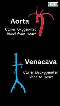 Double Circulation in humans