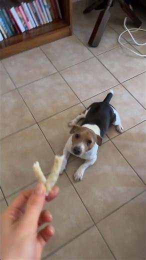 100% SYNC! Incredible Spin Trick! ✨ #jackrussellterrier #cutedogs #doglife #chihuahua #dogchaos