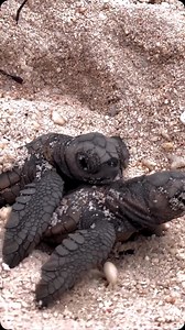 428 reactions · 38 shares |  TURTLE FRIDAY TAKEOVER! ...