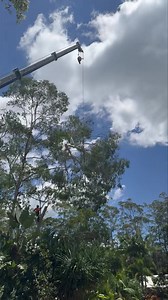 2K views · 28 reactions | Advanced Tree Surgery - Sunshine Coast on Reels | Facebook