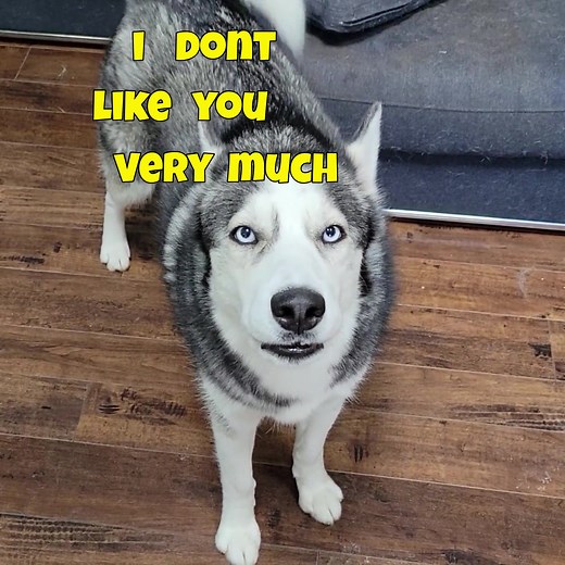 Sassy Siberian Husky Talking Back | Funny Dog Conversations