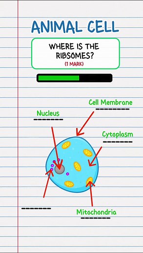 GCSE Biology: Label an Animal Cell
