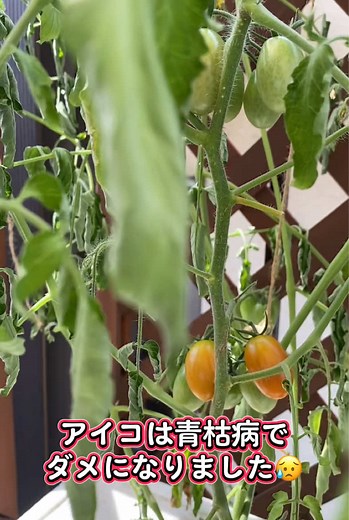 水耕栽培のアイコ(ミニトマト)が青枯病になってしまいました😥 #ミニトマト #ミニトマトアイコ #水耕栽培 #水耕栽培ミニトマト #トマト青枯病 #あおかれびょう