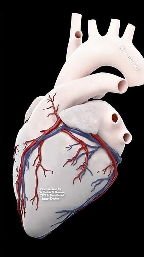 The Human Heart in 3D 🫀