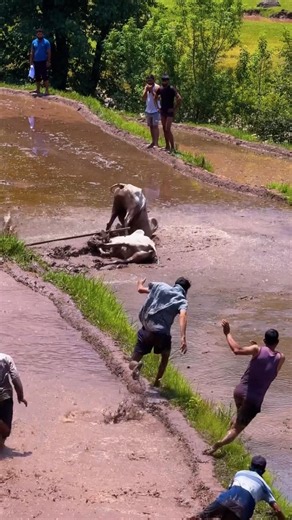 बैल कसे पडतात बघा / बैलगाडा शर्यत / बैलगाडी शर्यत / नाद एकच बैलगाडा शर्यत #bailgada #bailgadasharyat