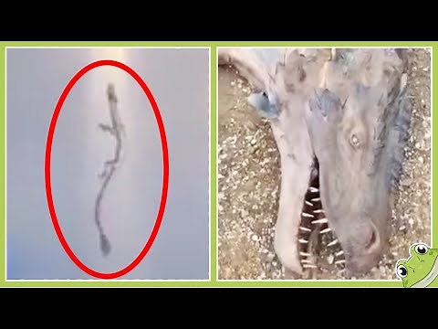 ​5 Real Life Dragons Caught on Camera