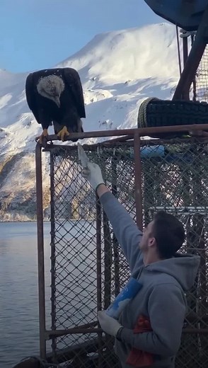 3.8M views · 35K reactions | Feeding a Bald Eagle some fish in Dutch Harbor on a sunny day. By Cameron White 礪礪礪礪 | Must Read Alaska | Facebook