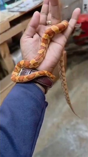 bol python 🐉 albino