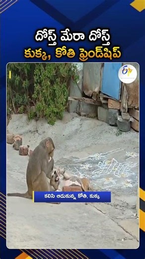 Monkey And Dog Playing Together At Tripurantakam Village In Markapuram