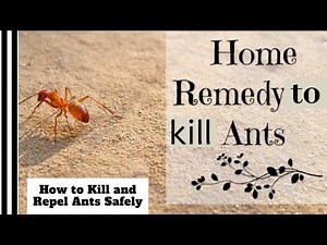 How to Kill and Repel Ants Safely | home remedy to kill ants