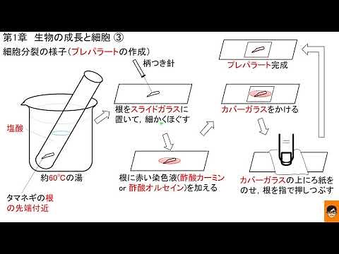 2分半で分かる! 細胞分裂の様子 プレパラートの作成 中学3年 理科 科学 教科書 要点 生物の成長と細胞③ 2020年 令和2年 青森県