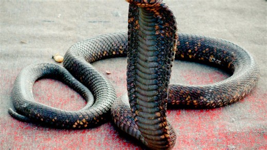 Fearless toddler, 2, bites COBRA to death after venomous snake attacked him