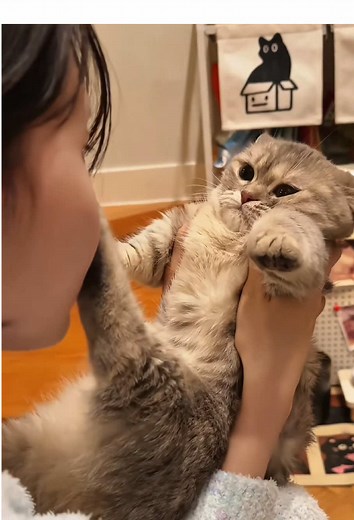 Kitten Hilariously Rejects Kisses from Owner