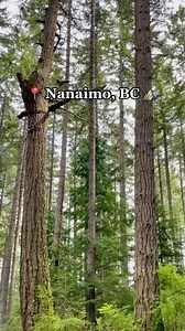 Our midweek adventure in Nanaimo, BC 🌲 Where do you like to get your fresh air during the week? 🎥 @laurynlandry #nanaimo #nanaimobc #vancouverisland #britishcolumbia #tourismnanaimo #explorenanaimo #photography #nature #outdoors #islandlife #pnw #adventure #ocean | X Local - Nanaimo