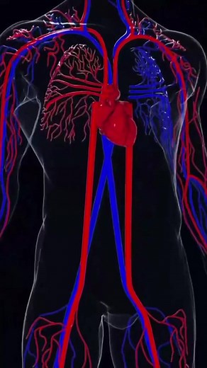 O Sistema Cardiovascular: Funções e Estruturas Essenciais