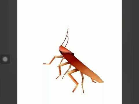 I force @SeptendecillionFan and @jeffreymetran6207 to watch spinning cockroach