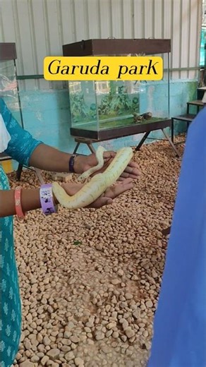Snake 🐍 Must visits place in pondicherry Garuda park #snake #phython #birds#pondicherry #garudapark