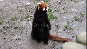 Red Panda (Ailurus Fulgens), also Called The Lesser Panda, standing up and waving arms asking for food, 4K Video, slow motion.