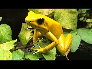 RAISING TADPOLES: How to Setup Your Dart Frog Tadpoles