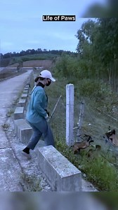 Brave Girl Saves a Trapped Baby Goat 🐐❤️ | Life of Paws