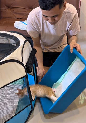 Kucing Kyo yang Menggemaskan dan Perawatan Mudahnya