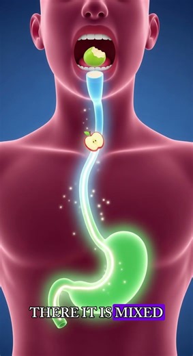 What Does Your Stomach Do? 🤔 | Kids Science