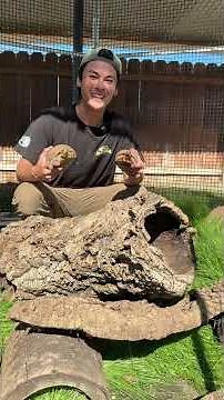 New Outdoor Box Turtle Enclosure! #Reptile #Turtle #BoxTurtle #ThreeToedBoxTurtle