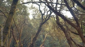 Tree branches arched over a path. Walking down a tree lined wooden path through a mountain forest. Hikers passing by. TILT UP to sunlight streaming through the limbs and leaves of the tree tops.