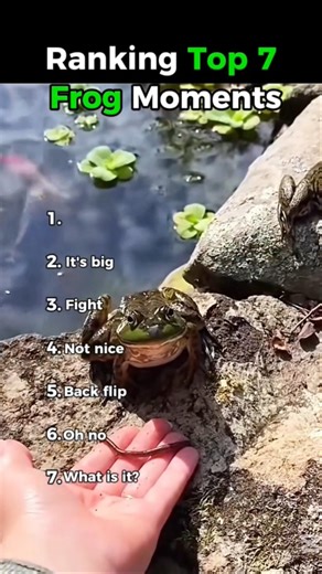 Funny Ranking Top 7 Frogs Momentu 😂😅#viralvideo
