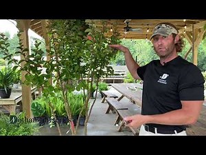 Limbing Up a Crape Myrtle