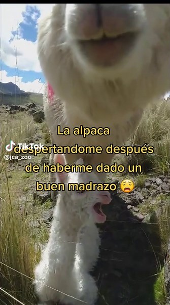 Instinto Protector de Alpacas Durante la Parición