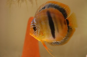 【成果が出る】ディスカス繁殖時の水質調整方法についてくわしく解説