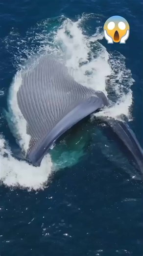 Ini Bukan Dinosaurus! Inilah Hewan Terbesar yang Pernah Hidup di Bumi 🐋 #faktaunik #pausbIru #hewanterbesar #shorts#tiktok