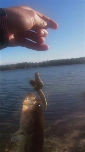 Three Bass In A Row On Garlic And Salt Lake Fork Plastic Worms