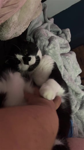 He’s a beast. #fyp #fypシ #pet #catsoftiktok #fatcat