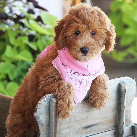 Goldendoodle Puppies for Sale by Breeders | PuppySpot