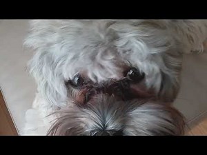 Dog licks his balls