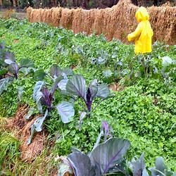 Garden Manure - Farm Yard Manure Latest Price, Manufacturers & Suppliers