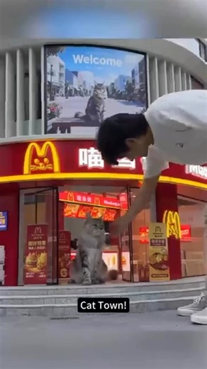 PULSO WORLD on Instagram: "A YouTuber just built an entire city… for his cats. 🐱🏙️ Chinese creator Xing Zhilei designed Cat Town—a miniature metropolis complete with a working subway, moving trains, and even a fast-food spot called MeowDonald’s. What started as one man’s mix of engineering skills and love for his pets has turned into one of the wildest pet projects we’ve ever seen. Would you build a city for your pets? #PULSO #PulsoWorld #OnThePulso #CatTown #XingsWorld #meowstagram"