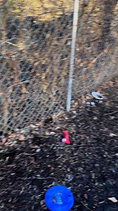 8.1K views · 108 reactions | Here are 3 - 18 week old border collie lab mix puppies that love running around outside. They are looking for their forever home and family so they can keep playing forever. | Common Sense for Animals | Facebook