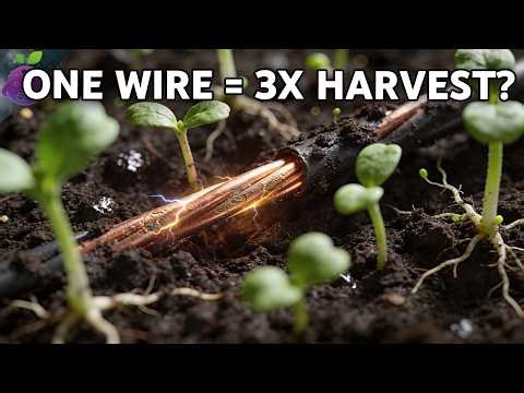 A Single Copper Wire Can TRIPLE Crop Yields. Here's How.