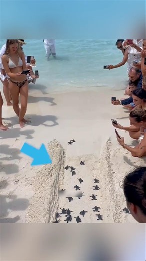 This is why you shouldn't help turtles!!