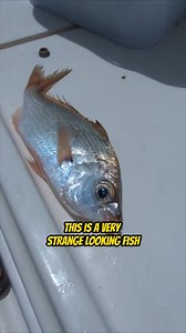 Can you tell me what kind of fish this is! Your Saltwater Guide is Sponsored by Promar & Ahi USA. | Your Saltwater Guide