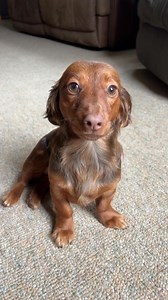 4.3K views · 33 reactions | ✅️ why so small? | Seth Anderson | Facebook