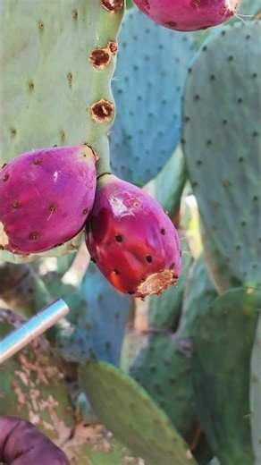 The desert best kept secret is in season. ￼