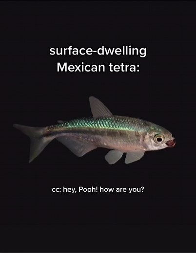 Wild Green Memes on TikTok